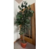 Image 2 : Artificial Ficus Tree 6 Feet Tall 