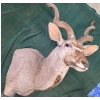 Image 3 : Kudu Shoulder Mount by M. O'Connor