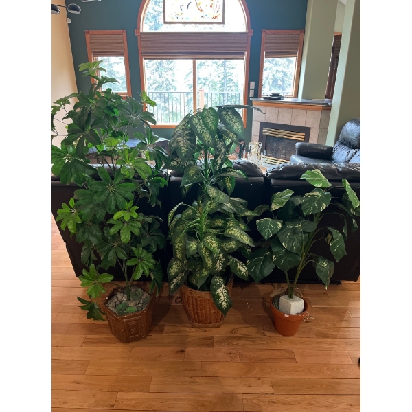 3 Decorative Silk Plants H 59" H51" H37"