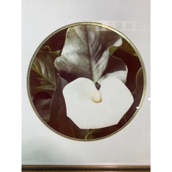 Beautiful Framed Print of a Calla Lily by Betty Bellan '76