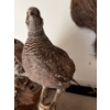Image 2 : 2 taxidermy grouse