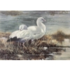 Image 1 : Alan Sakhavarz "Morning Light: Ross' Geese" Signed Wildlife Habitat Canada Print
