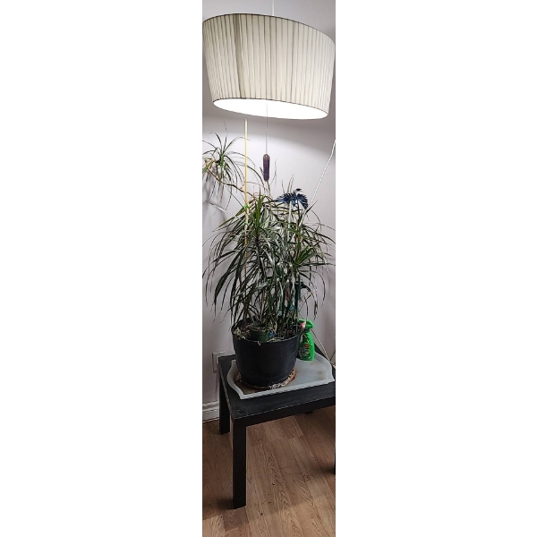 Hanging Swag Ceiling Light, Ikea Side Table, and Plant