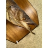 Image 2 : Taxidermy Pike 40L