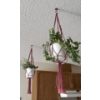 Image 1 : Pair of Living Potted Hanging Plants 