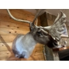 Image 3 : Amazing shoulder mount Caribou, perfect for any den or large area in beautiful condition