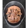 Image 2 : WW2 German Fire Brigade Military Helmet Feurwehr Stahlhelm 3