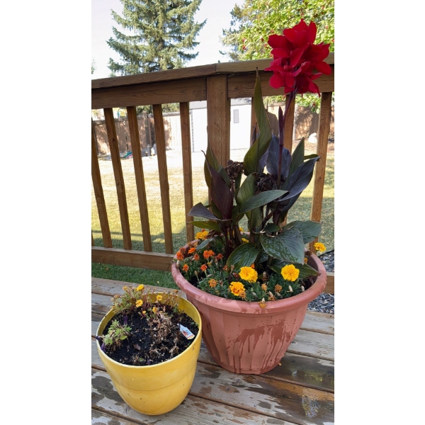 Live Outdoor Plants - Canna Lilies & Marigolds 