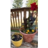 Image 1 : Live Outdoor Plants - Canna Lilies & Marigolds 