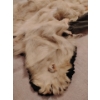 Image 10 : Taxidermy Polar Bear Rug (Severe Damage to Hyde) 85L