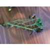 Image 2 : ERTL John Deere 6600 Combine Toy w/ Seperate ERTL 1/16 John Deer Scale Plow