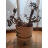 Image 2 : Lovely Potted Jade Plant w/ Rollers 