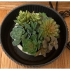Image 2 : A Touch Of Charm - Trendy Table lamp w/ Faux Houseplants
