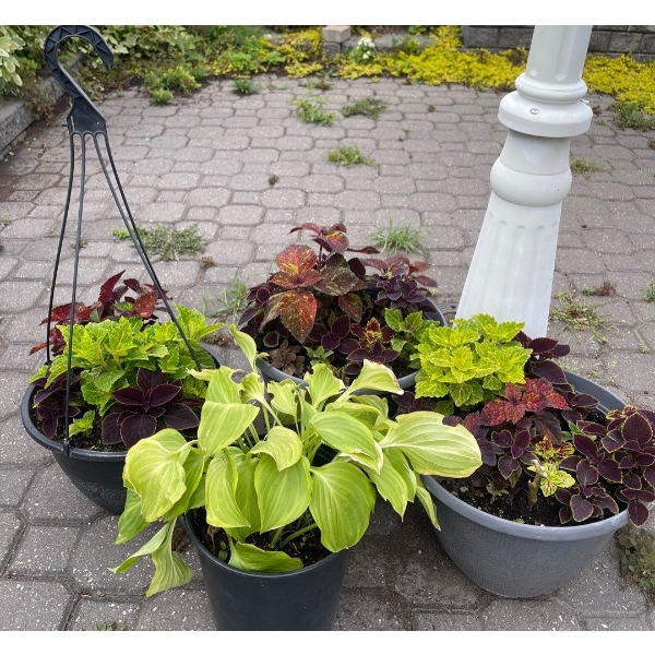 4 Outdoor Potted Plants - 1 That Hangs 