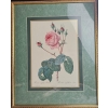 Image 5 : Vintage, Framed Botanical Prints Of Roses After The Original Illustrations 17''*22''INCHES