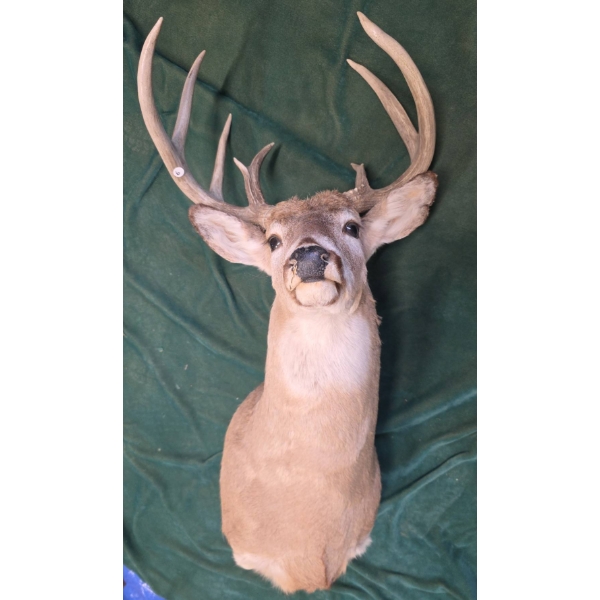 Taxidermy White-Tailed Deer Mount