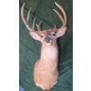 Image 1 : Taxidermy White-Tailed Deer Mount