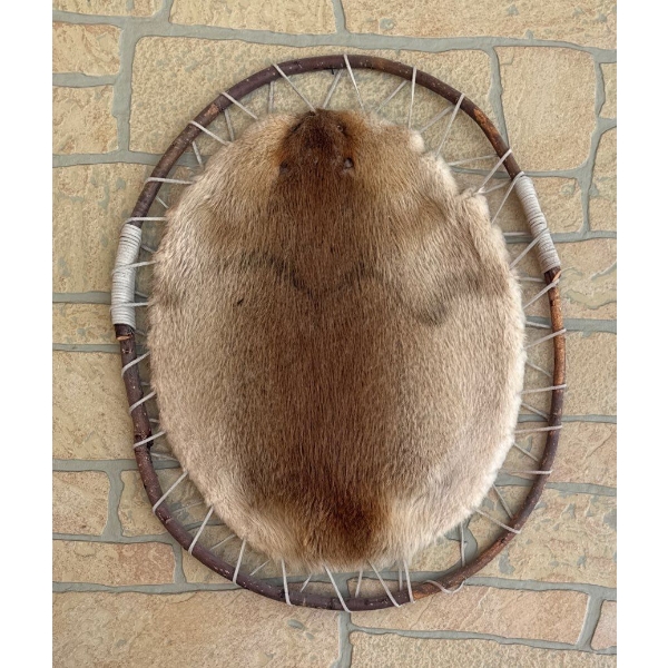 Home Made Hooped Beaver Pelt-Hidework & Streched Beaver Skin