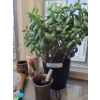 Image 9 : Christmas Cactus & Pair of Jade Plants & other Asst Decor
