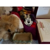 Image 3 :  collection of teddy bears, Mickey Mouse purse, vintage dolls, a small jewellery box and a large whi
