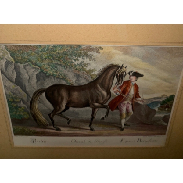 Antique Print Cheval de Pruefe Equis Borugicus 26 x21
