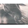 Image 4 : Horse Images on Canvas  24 inch x 18 inch & 14 inch x 18 inch