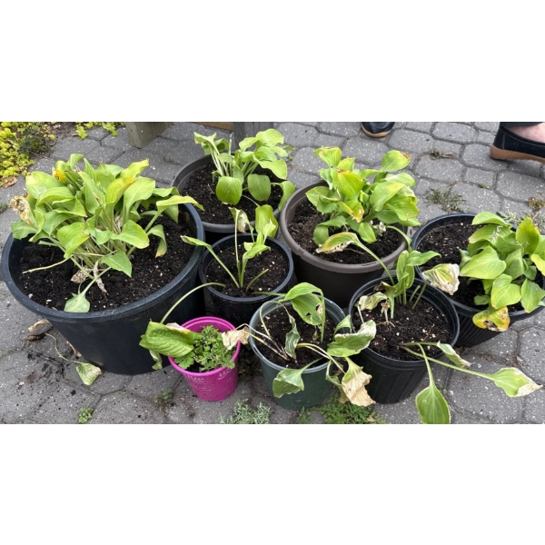 Perennial Perfection #2 - Beautifully Maintained Potted Garden Plants
