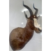 Image 4 : African Blesbok 14W x 18D x 38T