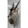 Image 3 : African Eland 60W x 36D x 60T