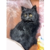 Image 5 : Cat Figurine and Decor Collection