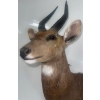 Image 2 : African Bushbuck 15W x 18D x 33T