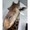 Image 6 : African Giraffe Torso 96T x 48W  x 48D