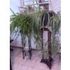 Image 3 : Two Potted Indoor Plants: Spider Plant and Boston Fern
