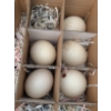 Image 2 : Ostrich Eggs and Decorative Natural Objects Assortment