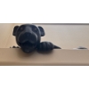 Image 4 : Unique XL Porcelain Panthers - Art Deco - Approximetly 3ft Long 