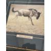 Image 4 : Pair of Art Prints, Large Print is 27x35, Robert Bateman Print is 19.5x17.5