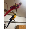 Image 3 : Three Handcrafted Hanging Parrot Decorations on Perches