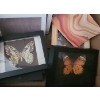 Image 3 : Variety of Small Genuine & Artificial Butterfly Boxed Art & Extra Frames 6 w 8 h