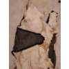 Image 12 : Taxidermy Polar Bear Rug (Severe Damage to Hyde) 85L