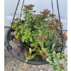 Image 2 : 3 Outdoor Plants in Hanging Baskets