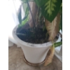 Image 4 : Large Natural Dieffenbachia Houseplant- Pot 16" Diameter, 15 T- Plant Over 5 Feet Tall