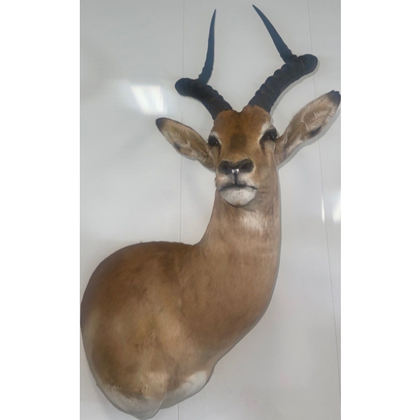 African Impala 16W x 21D x 40T