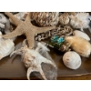 Image 8 : Sea Shell Collection including starfishes, sand dollars large shells, small shelves, shell dishes, a