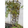 Image 5 : Assorted Metal Trellises w/ Multiple Yard Ornaments