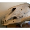 Image 2 : XL Skull Bones Species Unknown 27L