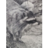 Image 4 : Raccoon Study by Carl Brenders Artist Proof 41/76 20 1/2 w 23 1/2 h