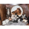 Image 1 : Cat Figurine Collection with Wedgwood Plate