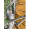 Image 2 : Large Brass Deer, 3 Ft Tall 