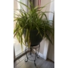 Image 3 : Healthy & Happy House Plants w/ 3 Decorative Bird Cages 14T