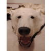 Image 3 : Taxidermy Polar Bear Rug (Severe Damage to Hyde) 85L